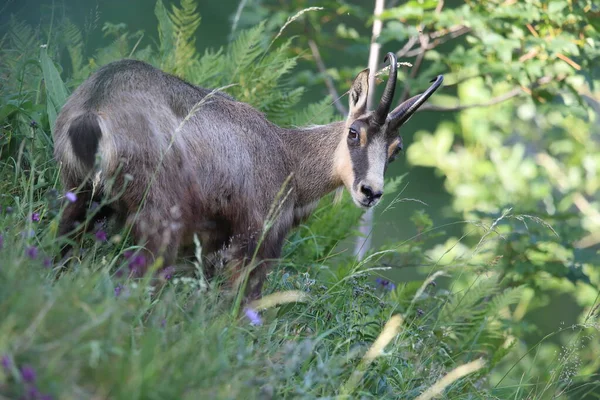 Chamois Rupicapra Rupicapra Nell Habitat Naturale Vosges Mountains Francia — Foto Stock