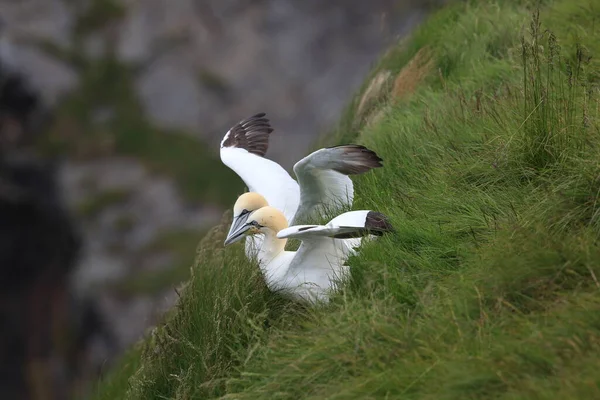 Northern Gannet Morus Bassanus Isola Runde Norvegia — Foto Stock