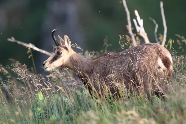 Chamois Rupicapra Rupicapra Natural Habitat Vosges Mountains France — Stock Photo, Image