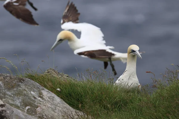 Βόρειο Gannet Morus Bassanus Νησί Runde Νορβηγία — Φωτογραφία Αρχείου