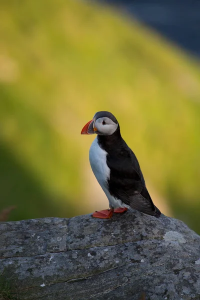 Atlantic Puffin Common Puffin Fratercula Arctica Norway — Stock Photo, Image