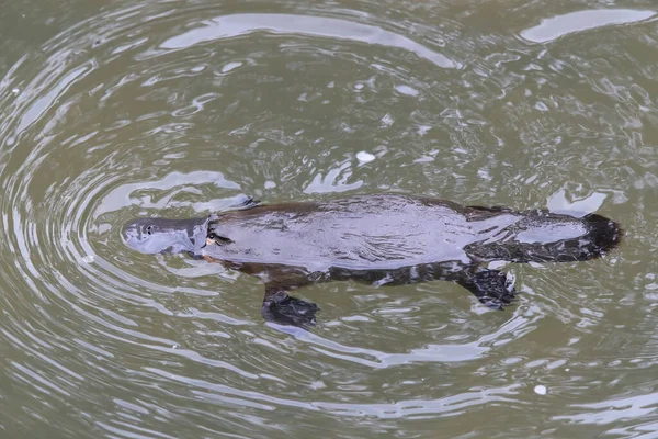 Ornitorinco Galleggiante Torrente Nel Parco Nazionale Dell Eungella Queensland Australia — Foto Stock