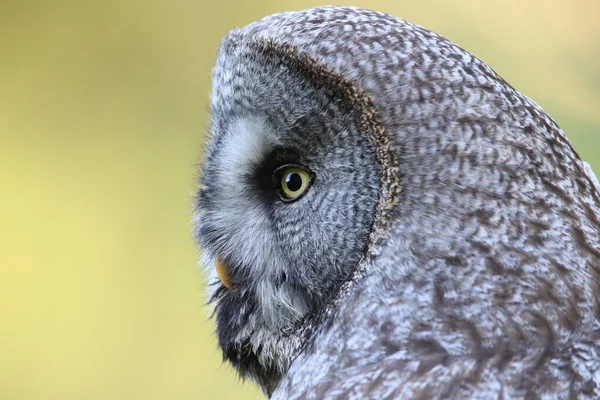 Great Grey Owl Strix Nebulosa Sweden — Stock Photo, Image