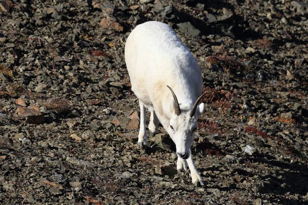 Dall Koyunu Koyunu Ovis Dalli Denali Ulusal Parkı Alaska — Stok fotoğraf