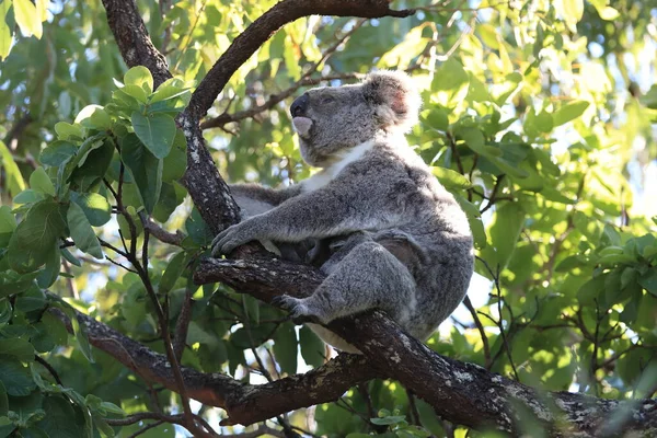 Bebê Coala Mãe Sentados Uma Árvore Gengiva Magnetic Island Queensland — Fotografia de Stock