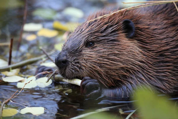 Kuzey Amerika Kunduzu Castor Canadensis Yemek Alaska Abd — Stok fotoğraf