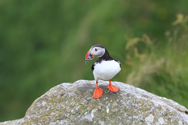 Puffin Atlantico Puffin Comune Fratercula Arctica Norvegia — Foto Stock