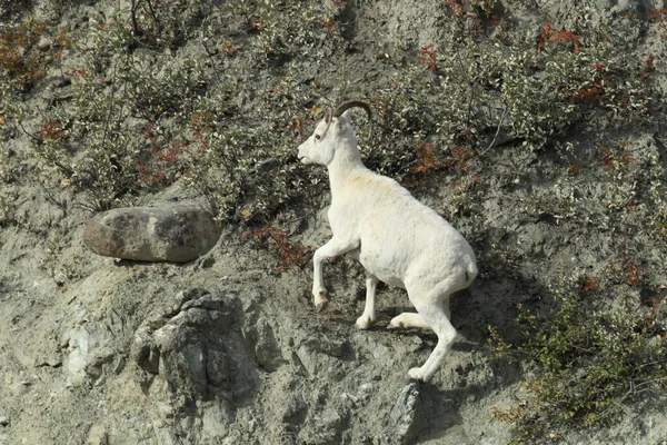 Dall Sheep Orvis Dalli Schapen Mounten Alaska — Stockfoto