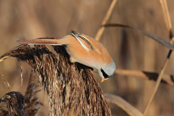 Bearded Reedling Bearded Tit Panurus Biarmicus Baden Wuerttemberg Germany — Stockfoto