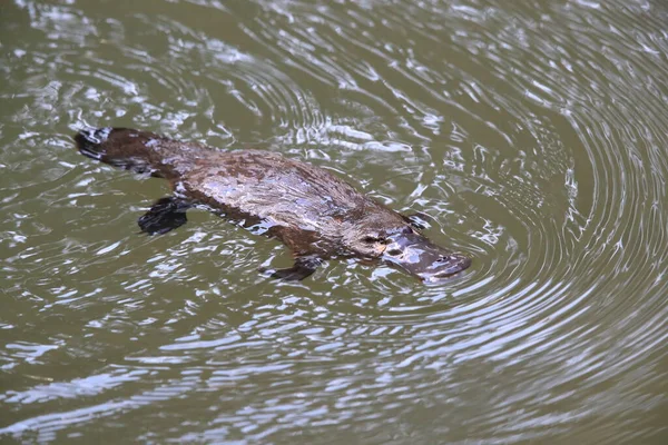 Ornitorrinco Flotando Arroyo Parque Nacional Eungella Queensland Australia — Foto de Stock