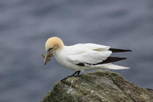 Northern Gannet Morus Bassanus Island Runde Norway — Stock Photo, Image