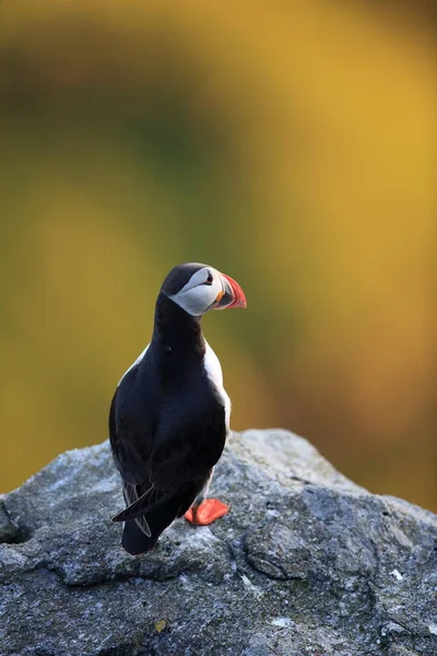 Atlantic Puffin Common Puffin Fratercula Arctica Norway — Stock Photo, Image