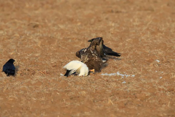 Ung Skallig Örn Äter Snögås Bosque Del Apache National Wildlife — Stockfoto