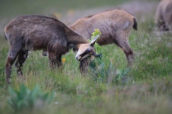 法国Vosges山自然栖息地的Chamois Rupicapra Rupicapra — 图库照片