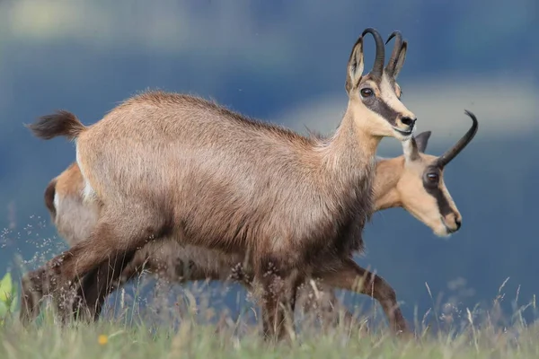 Chamois Rupicapra Rupicapra Habitat Natural Vosges Mountains França — Fotografia de Stock