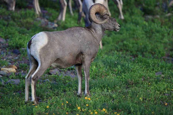 Ovejas Bighorn Hábitat Natural Parque Nacional Glaciar Montana Usa — Foto de Stock