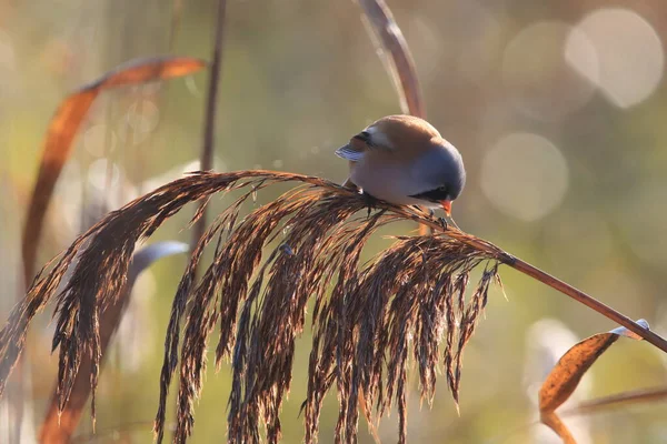 Reedling Barbudo Tit Barbudo Panurus Biarmicus Baden Wuerttemberg Alemania — Foto de Stock