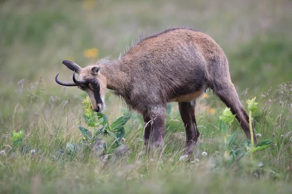 Chamois Rupicapra Rupicapra Dans Habitat Naturel Des Vosges France — Photo