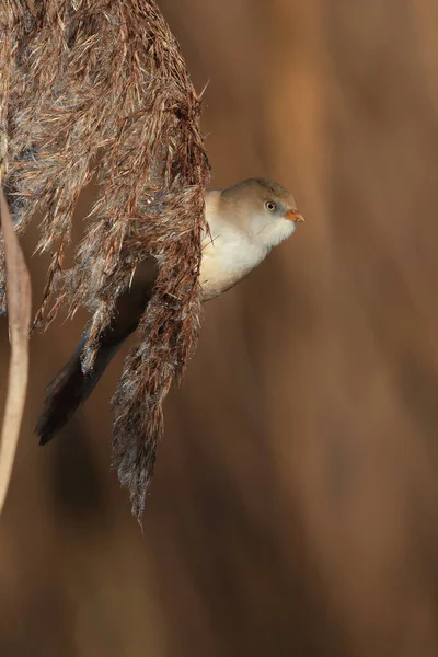 Bearded Reedling Bearded Tit Panurus Biarmicus Baden Wuerttemberg Germany — Stok Foto