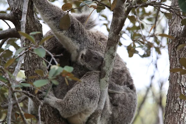 Baba Koala Anya Egy Rágógumifán Mágneses Szigeten Queensland Ausztrália — Stock Fotó