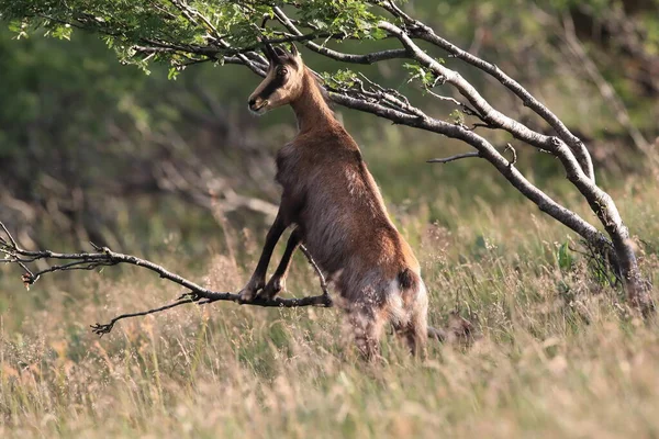 Chamois Rupicapra Rupicapra Habitat Natural Vosges Mountains França — Fotografia de Stock