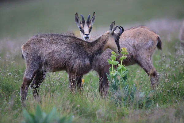 Chamois Rupicapra Rupicapra Siedlisku Przyrodniczym Wogezie Francja — Zdjęcie stockowe