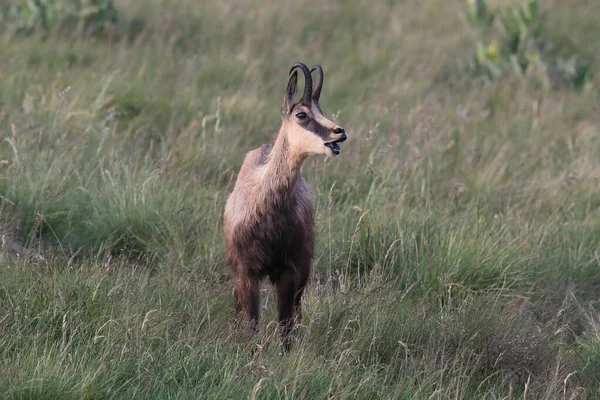 Chamois Rupicapra Rupicapra Siedlisku Przyrodniczym Wogezie Francja — Zdjęcie stockowe