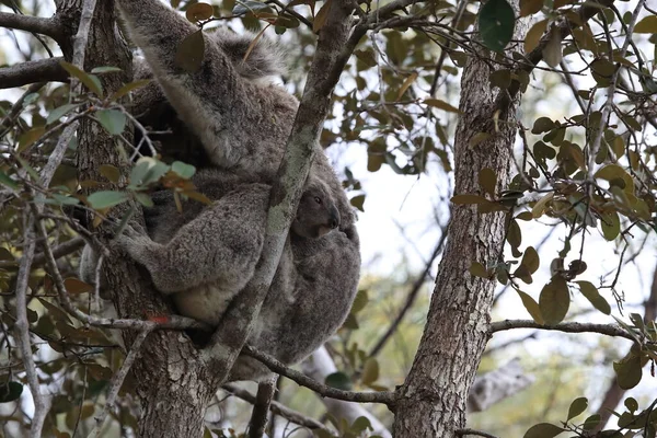 Bebê Coala Mãe Sentados Uma Árvore Gengiva Magnetic Island Queensland — Fotografia de Stock