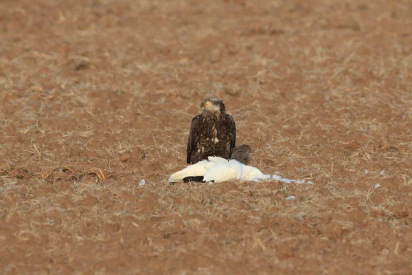 Young Bald Eagle Eats Snow Goose Bosque Del Apache National — Stock Photo, Image