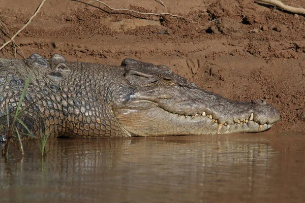 Australian Saltwater Crocodile Daintree River Queensland Austrália — Fotografia de Stock