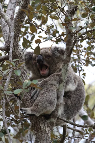 Dziecko Koala Matka Siedzi Gumie Drzewa Magnetic Island Queensland Australia — Zdjęcie stockowe