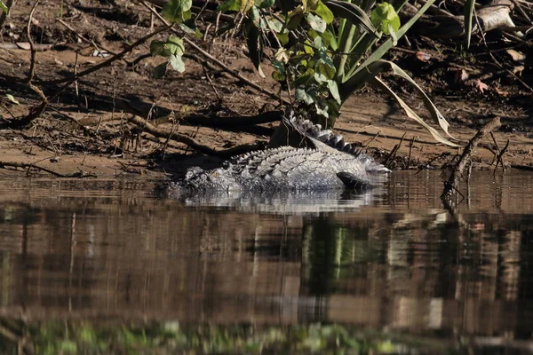 Crocodile Eau Salée Australien Daintree River Queensland Australie — Photo