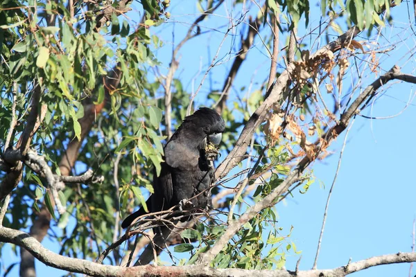 Red Tailed Black Cockatoo Calyptorhynchus Banksii Natural Habitat Queensland Australia — Stock Photo, Image