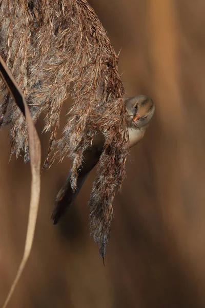 Bearded Reedling Bearded Tit Panurus Biarmicus Baden Wuerttemberg Germany — Stok fotoğraf