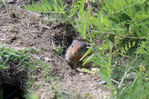 コロンビア産地リス カナダのロッキー山脈 — ストック写真