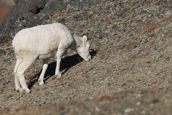 ドールの羊の目 Ovis Dalli アラスカ州デナリ国立公園 — ストック写真