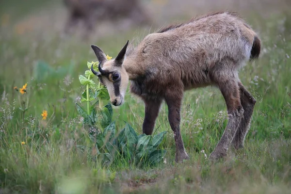 Chamois Rupicapra Rupicapra Siedlisku Przyrodniczym Wogezie Francja — Zdjęcie stockowe