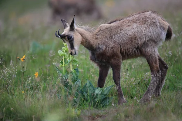 Chamois Rupicapra Rupicapra Siedlisku Przyrodniczym Wogezie Francja — Zdjęcie stockowe