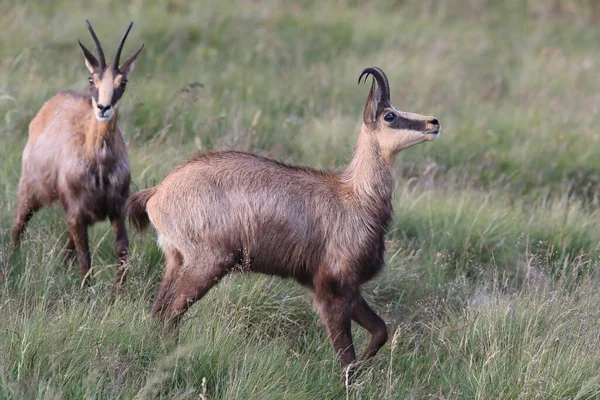 Chamois Rupicapra Rupicapra Doğal Habitat Vosges Dağları Fransa — Stok fotoğraf