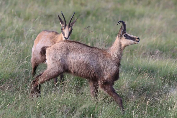 Chamois Rupicapra Rupicapra Природному Середовищі Проживання Гори Вогес Франція — стокове фото