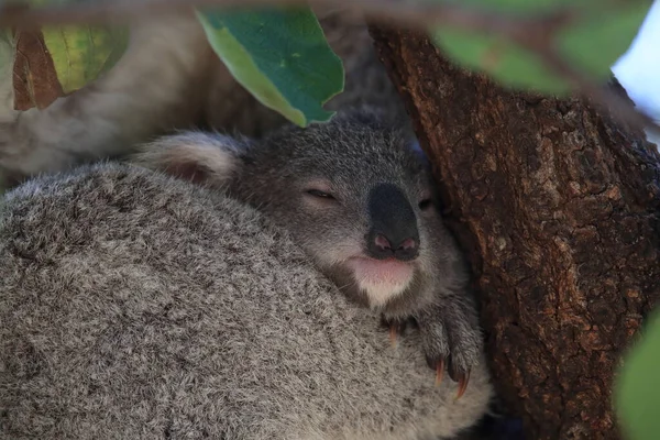 Egy Vad Koala Bébiszittere Egy Fán Mágneses Szigeten Queensland Ausztrália — Stock Fotó