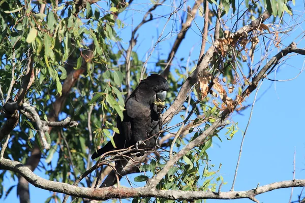 Red Tailed Black Cockatoo Calyptorhynchus Banksii Natural Habitat Queensland Australia — Stock Photo, Image
