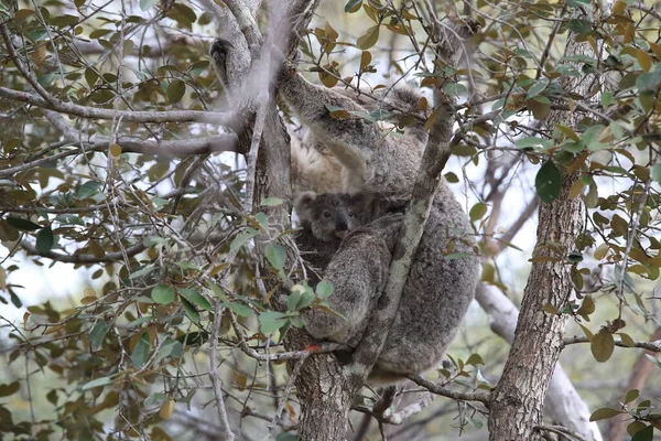 Egy Koala Baba Egy Anya Egy Rágógumifán Mágneses Szigeten Ausztráliában — Stock Fotó