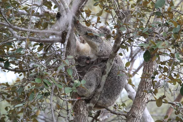 Egy Koala Baba Egy Anya Egy Rágógumifán Mágneses Szigeten Ausztráliában — Stock Fotó