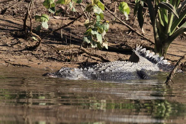 Australian Saltwater Crocodile Daintree River Queensland Austrália — Fotografia de Stock