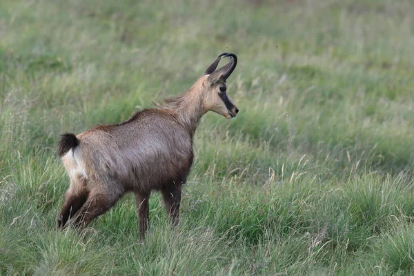 Chamois Rupicapra Rupicapra Природному Середовищі Проживання Гори Вогес Франція — стокове фото