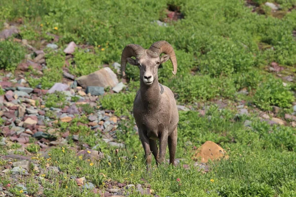 Bighorn Sheep Natural Relocation Glacier National Park Montana Usa — 스톡 사진