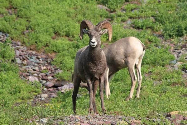 Bighorn Sheep Natural Relocation Glacier National Park Montana Usa — 스톡 사진