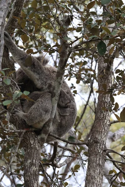 Baba Koala Anya Egy Rágógumifán Mágneses Szigeten Queensland Ausztrália — Stock Fotó