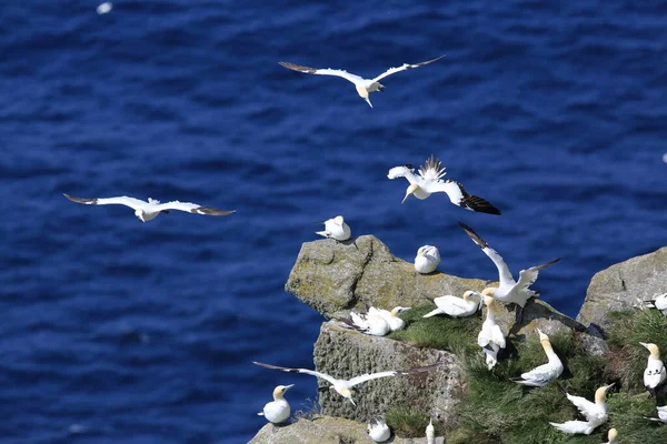 Norra Gannet Morus Bassanus Runde Norge — Stockfoto